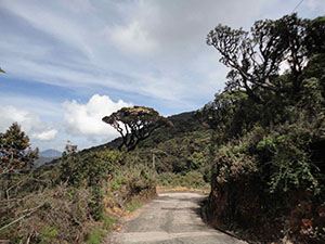 Pidurutalagala Mountain peak roadway
